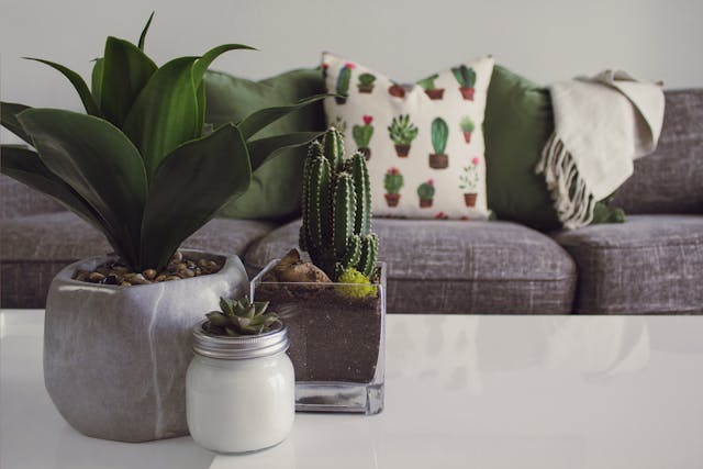 group-of-plants-on-a-white-table-in-front-of-a-grey-couch-with-throw-pillows
