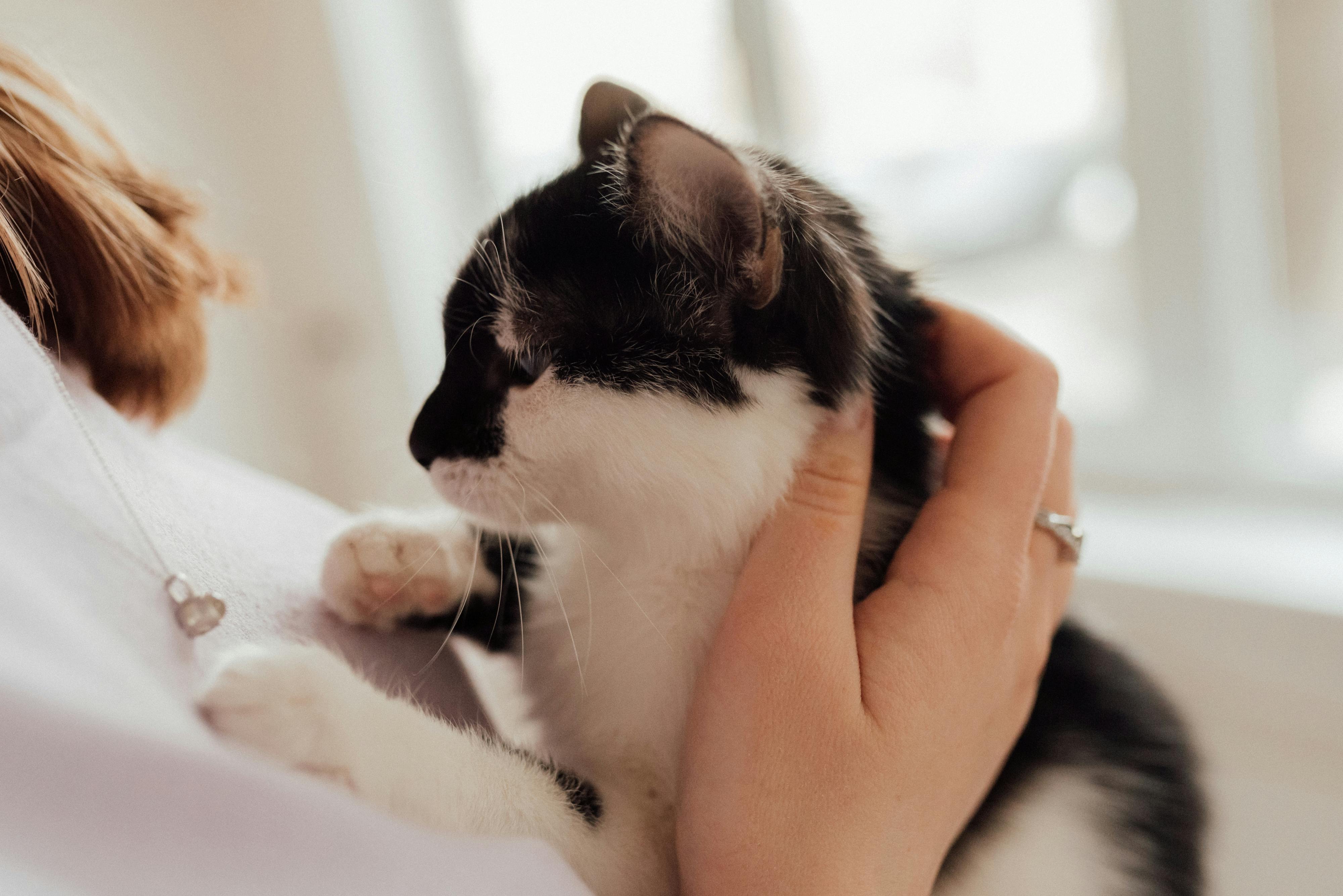 A black and white cat lying on a person's chest and being petted.