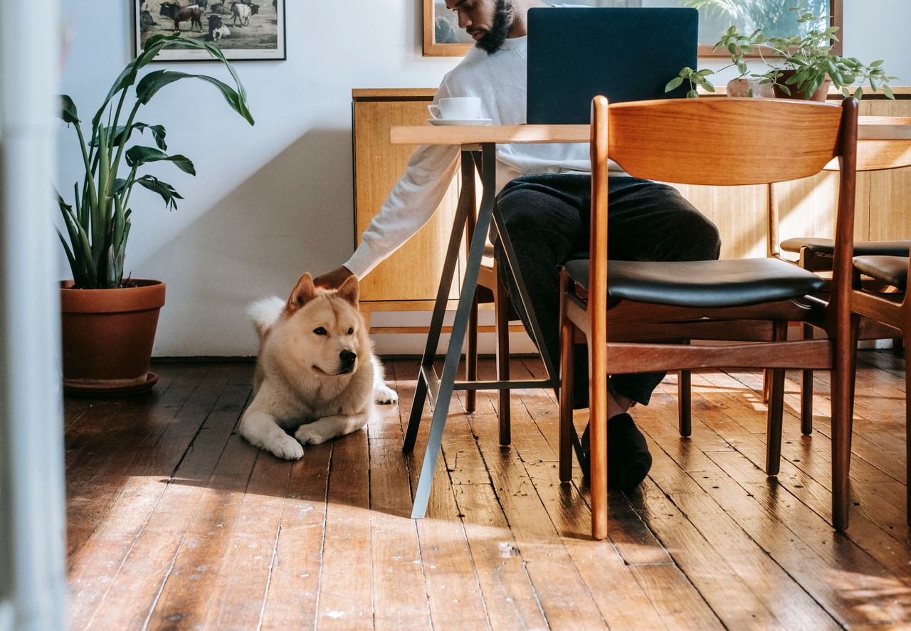 Big fluffy dog on dining room floor with tenant sitting at table